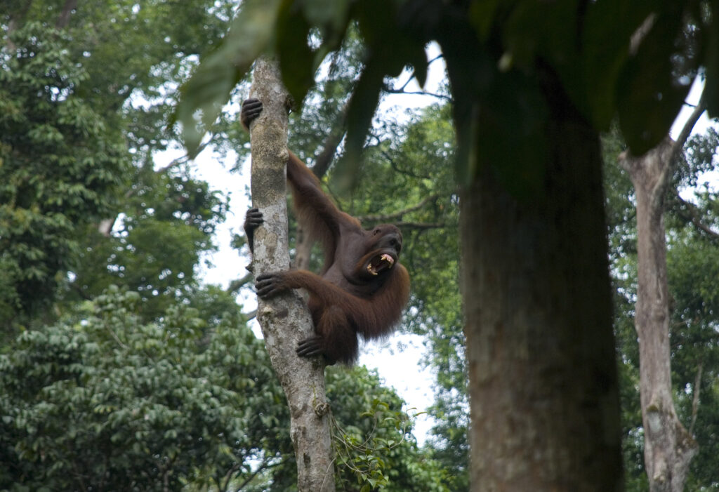 ボルネオオランウータン
